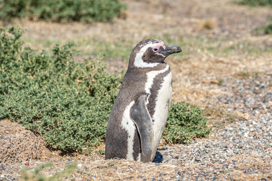 Magellanic penguins guarding their nests at peninsula Valdes, Patagonia, Argentina