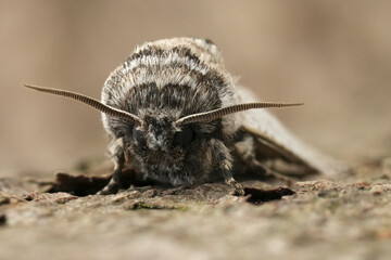 Closeup on a European Mediterranean pale colored Cossidae month, Parahypopta caestrum sitting on wood in Gard, France