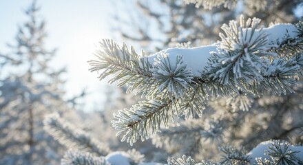 Snow-covered pine branches in sunlit winter landscape with frosty needles