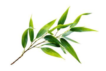 Close-up of a vibrant green bamboo branch with long, pointed leaves