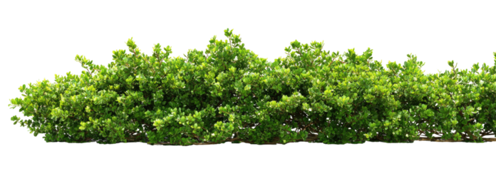 Lush green shrubbery border