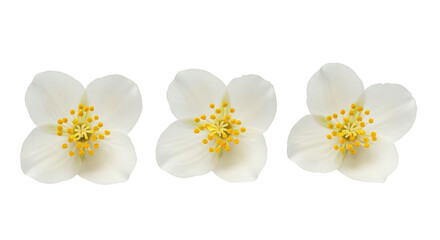 Obraz premium Three White Jasmine Flowers Isolated On Black Background