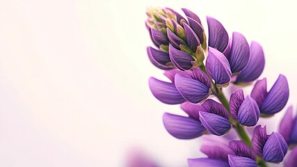 A close-up shot of a beautiful purple flower against a clean white background, perfect for decoration or as a symbol of luxury and sophistication