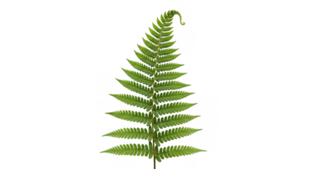 Lush Green Fern Frond With Unfurling Fiddlehead On Black Background