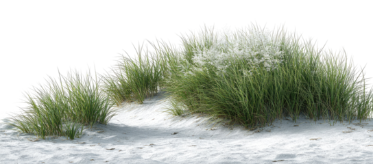 Dune grasses on a sandy bank