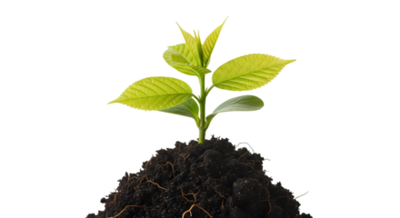 Green Seedling Emerging from Earth on transparent background