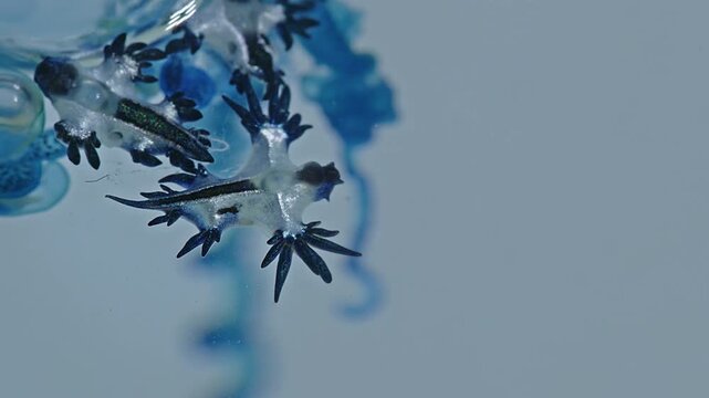 Beautiful Blue Dragons are small, shiny silver-blue creatures that look beautiful and unusual. However, they contain deadly poison from the prey they eat, such as the fire jellyfish.