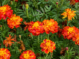 Vibrant Orange and Red Marigolds in Full Bloom