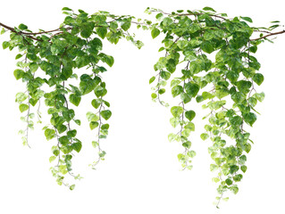 Two cascading, vibrant green vines hang downward.  Leaves are small, oval-shaped, and densely clustered.  Dark branches support the leafy drapes
