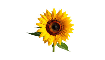 Obraz premium Sunflower's vibrant yellow petals radiate from a brown center