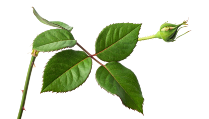Unopened rose bud, green leaves, and thorny stem on black backdrop