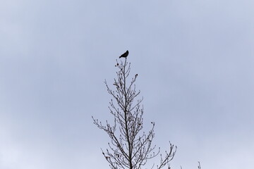 bird on a tree