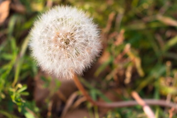 dandelion on green background