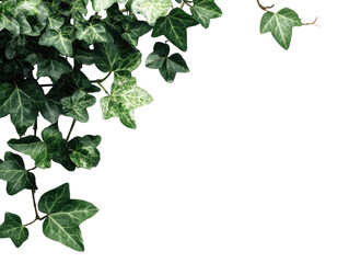 Close-up of ivy leaves cascading downward, forming a corner border against a black backdrop