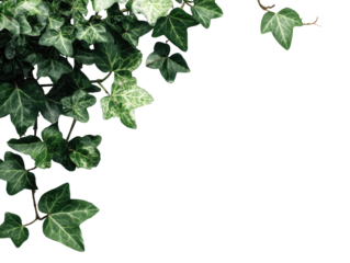 Close-up of ivy leaves cascading downward, forming a corner border against a black backdrop
