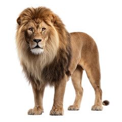 Obraz premium cute animal