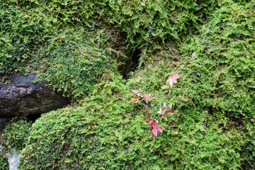 苔に覆われた比叡山延暦寺の境内の地面