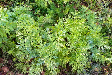 Green grass background