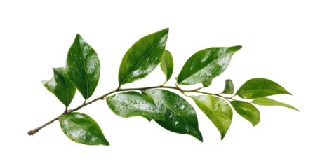 Close-up of a branch with vibrant green leaves, slightly textured, with water droplets,  outlined in bright yellow-green