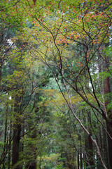 比叡山横川界隈の紅葉している木々