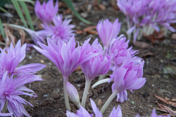 八重咲イヌサフラン（Colchicum autumnale）の花を横からアップ／10月