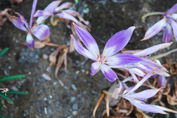 イヌサフラン（Colchicum autumnale）のバイカラーの花／10月