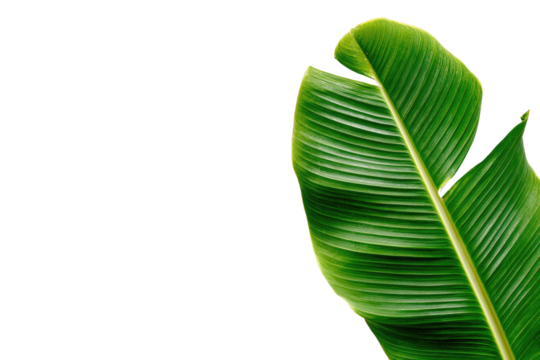 Close-up of a vibrant green banana leaf