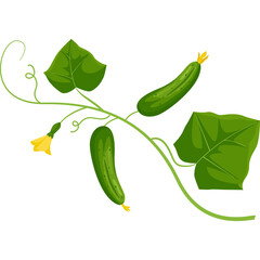 Green Cucumbers Growing On A Vine With Yellow Flower And Green Leaves On A White Background With A Transparent Background