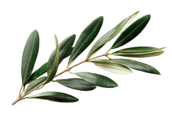 Close-up of an olive branch