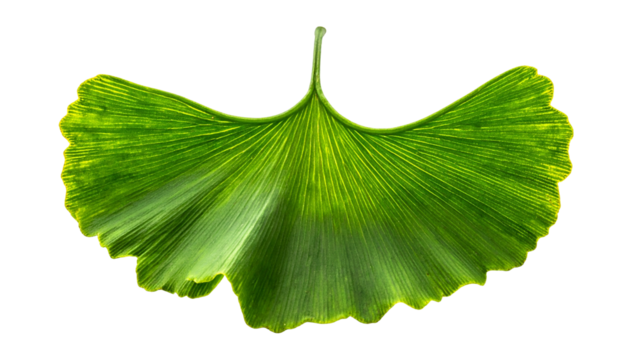Detailed single Ginkgo leaf showing its fan-like form, veining