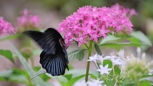 Great Mormon butterfly (Papilio memnon) feeding on pink flowers in slow motion