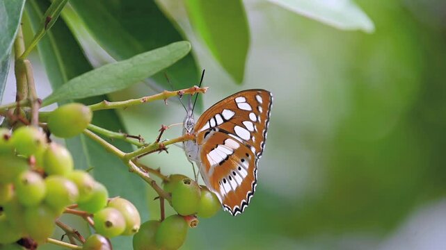 Common Sergeant butterfly (Athyma perius) exploring leaves with proboscis in slow motion