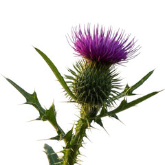 Thistle flower isolated on transparent background, a spiky and prickly plant