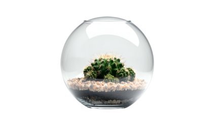 Cactus in a clear glass bowl with layered soil on black background