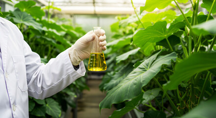 Scientist in a white lab coat and glove holding a yellow liquid in a glass flask inside a sunny greenhouse
