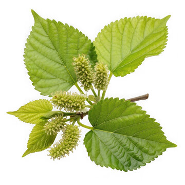 Wild Morus alba blossoms in greenish-white catkins, isolated on transparent background