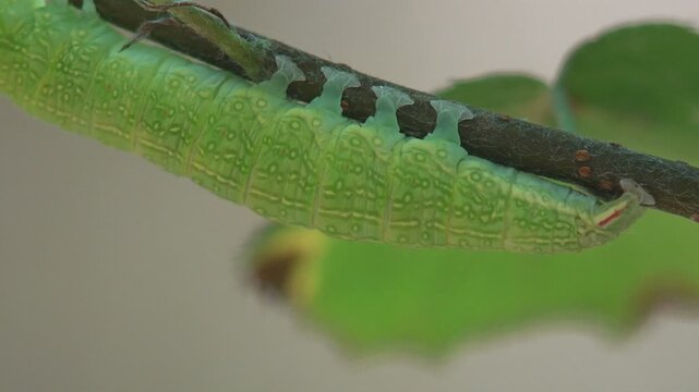 Small green caterpillar, Chrysodeixis includens, soybean looper. Persists on tree branch, camouflaged as leaf. View macro in wild life