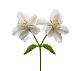Two white jasmine flowers on a stem, close-up.  Delicate petals,  bright green leaves.  Isolated on black background