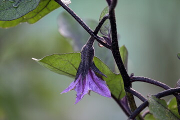 雨に濡れたナスの花