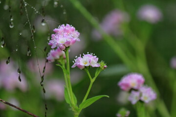あぜ道に咲く可愛い野草