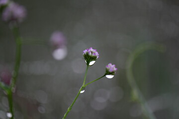 あぜ道に咲く可愛い野草