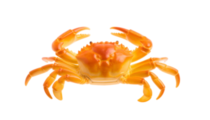 Golden crab on black background, claws up, ready for action