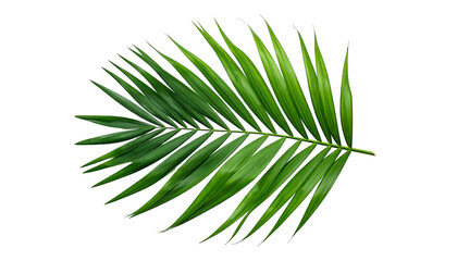 Fototapeta premium Lush, green palm frond isolated against stark black backdrop