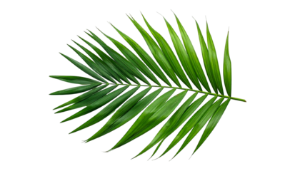 Lush, green palm frond isolated against stark black backdrop