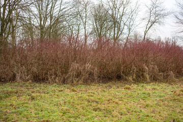 Red Bushes and Bare Trees in Winter Scene
