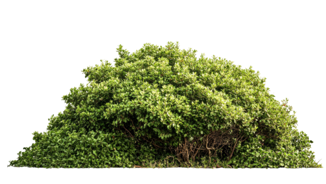 Dense, rounded shrubbery against a black background.  A thick, vibrant green foliage mound