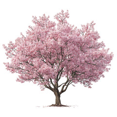 Obraz premium Lush pink cherry blossom tree (3)