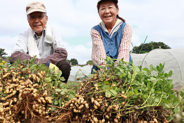 落花生の収穫　シニア夫婦