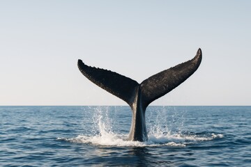 Fototapeta premium Whale tail emerging from ocean water under clear blue sky with sunlight reflecting off surface, symbolizing marine wildlife and freedom concept. Ai generative