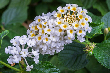 Closeup view of bright white and yellow clusters of flowers of lantana camara shrub aka common lantana blooming in garden
